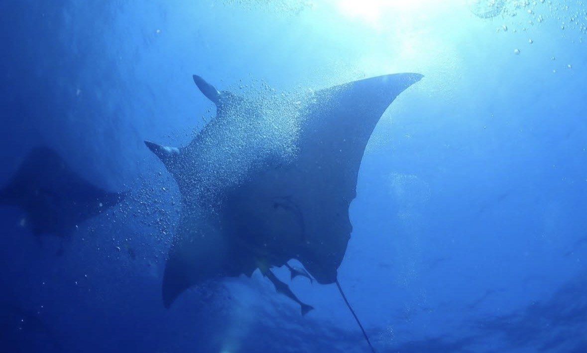 Large manta ray seen from below against sunlit surface, Kona waters