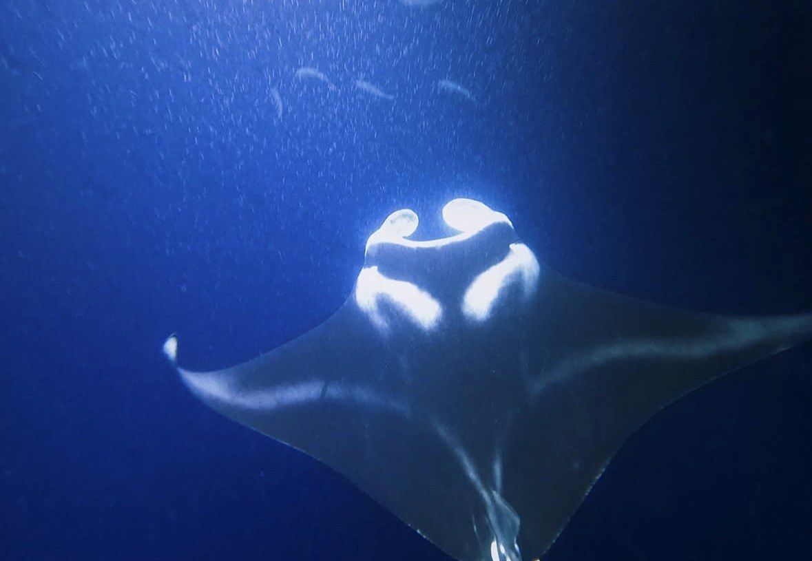 Manta ray feeding with open mouth in blue light off Kona