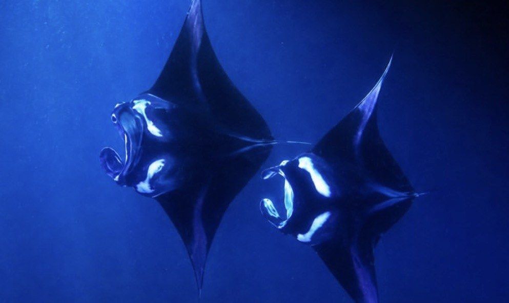 Two manta rays with white markings swimming through deep blue water