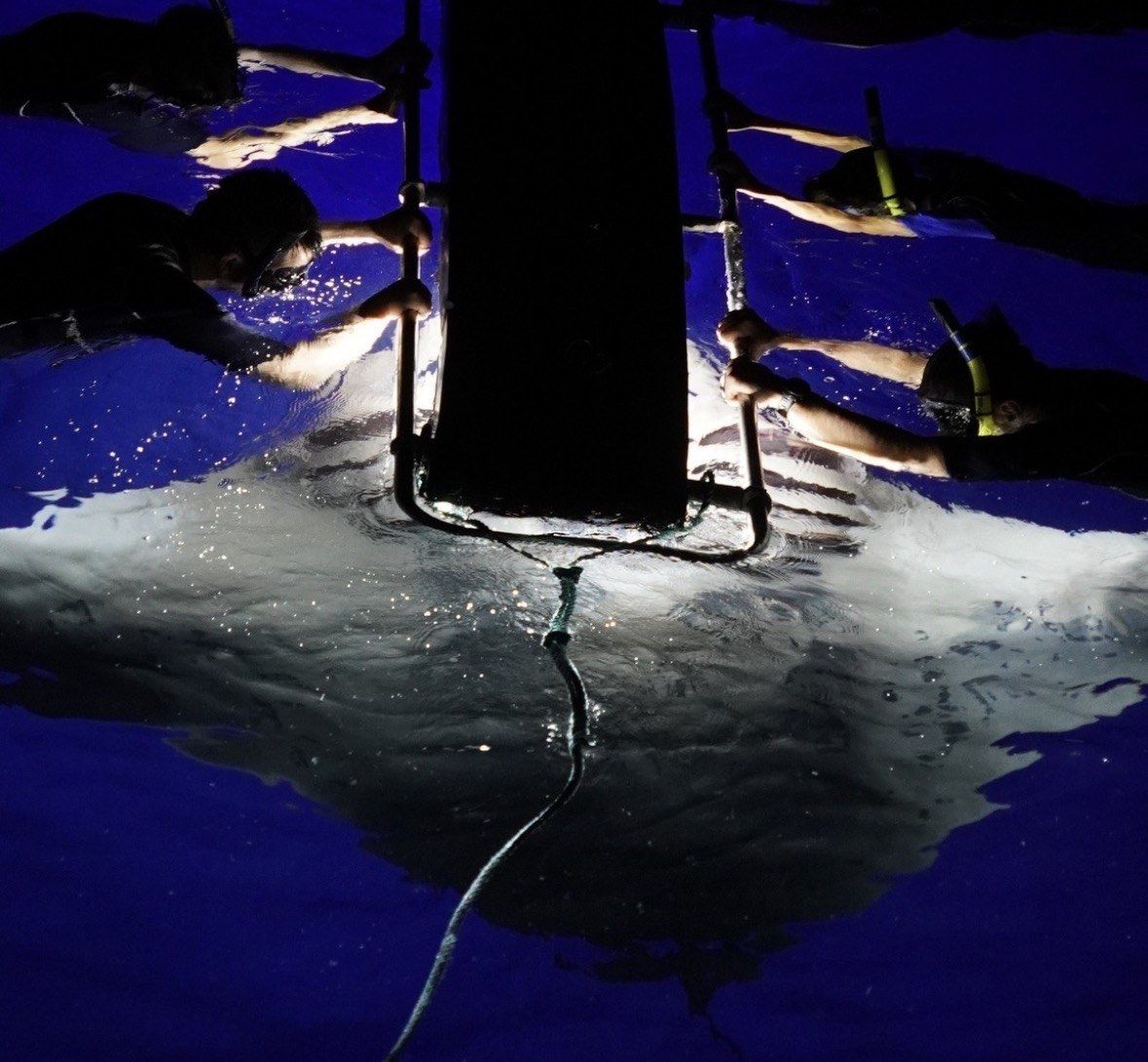 Snorkelers gripping a lighted floating board above glowing water at night