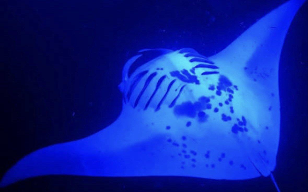 Spotted underside of a manta ray lit blue in night water