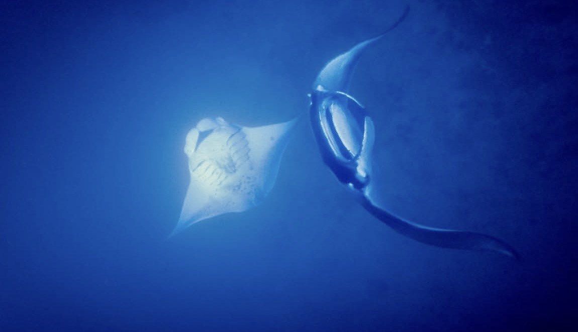 Two mantas circling in sunlit blue water near Keauhou Bay, Kona
